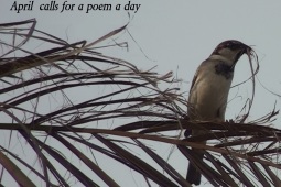 A poem a day